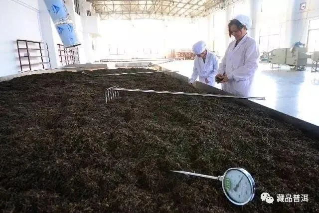 普洱熟茶值得存放吗？是否越老越好喝？如何转化？详细解析来了